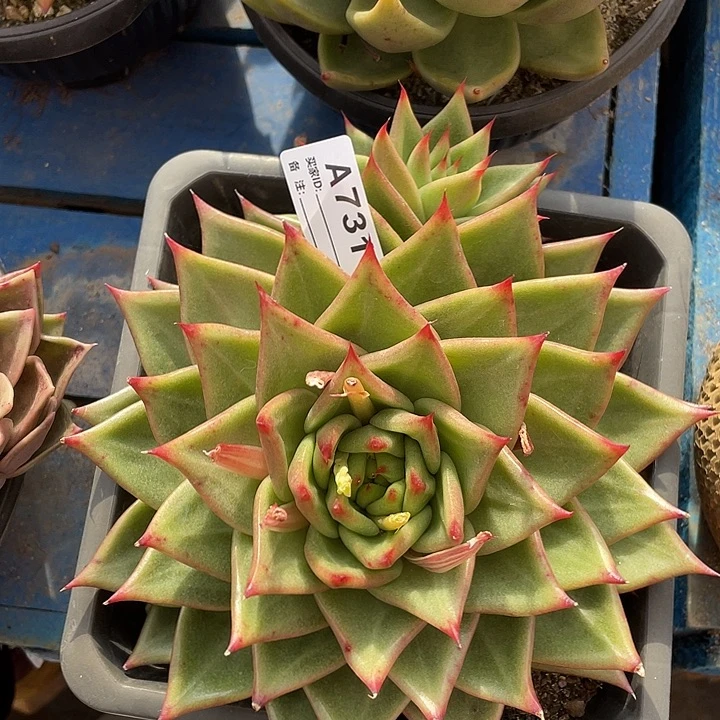 若如东云单拍A731