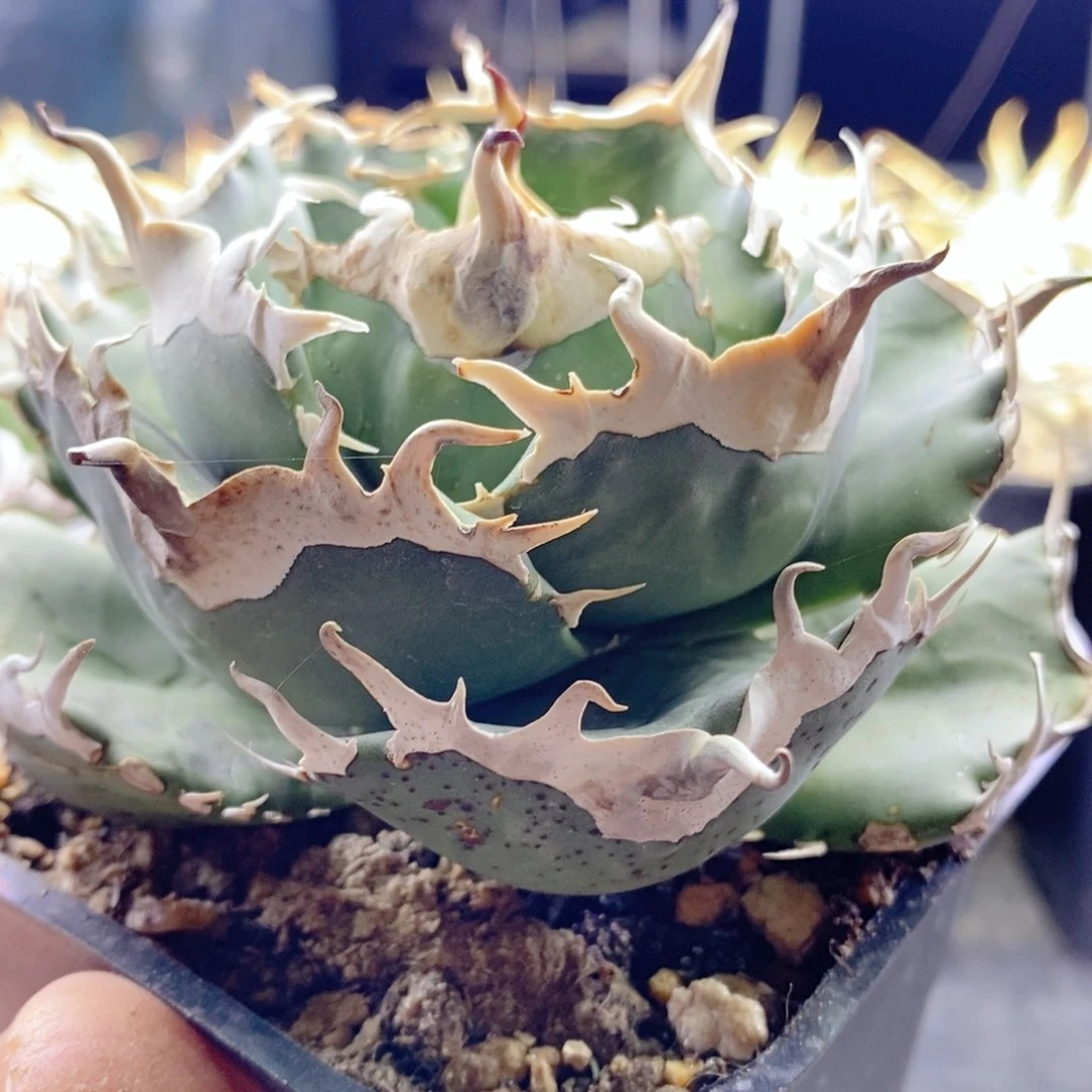 白钻石十公分左右6666