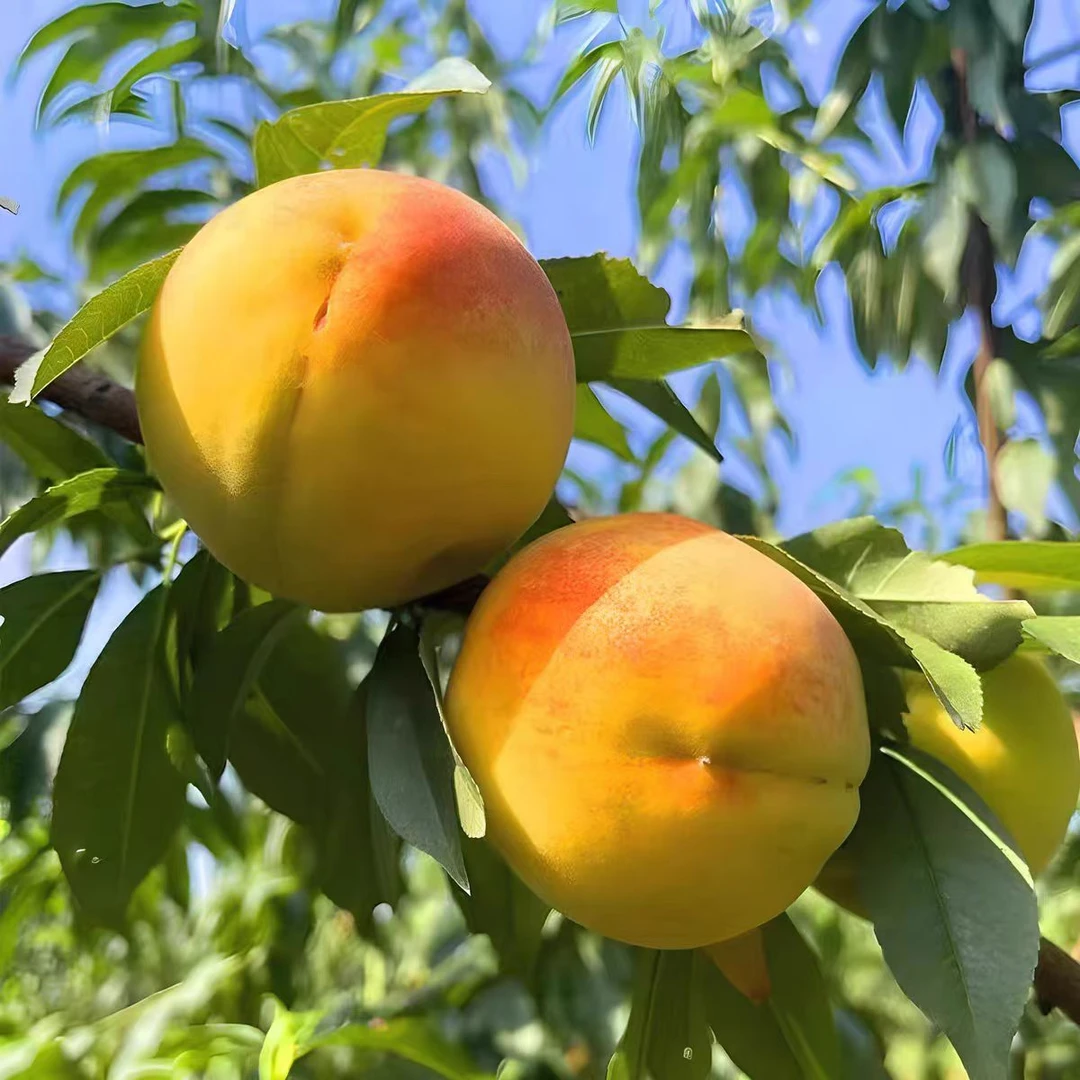 湖南怀化高山锦绣黄桃、辰溪黄桃、新鲜黄桃，现摘现发