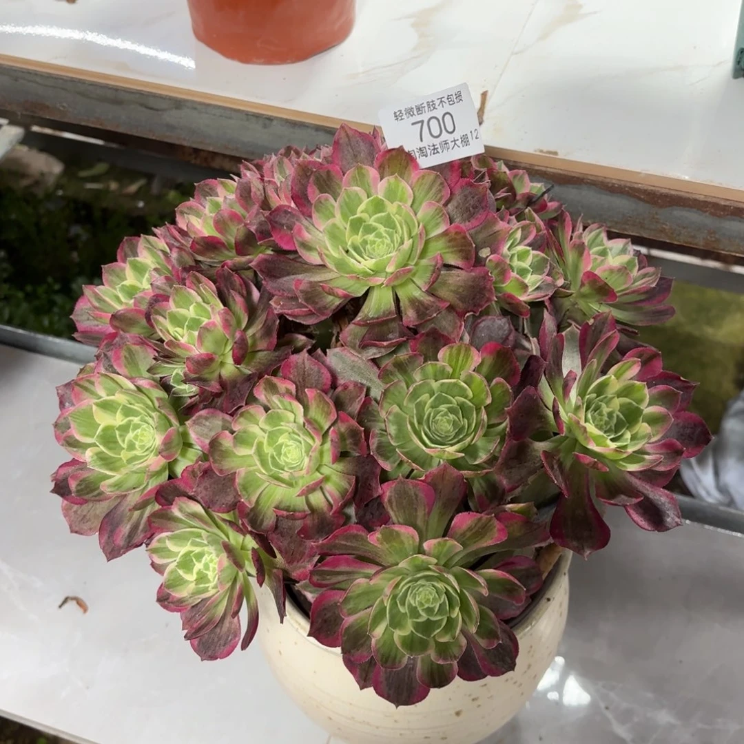 700水蜜桃多肉植物法师