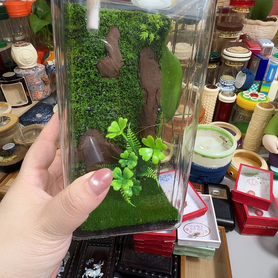 哈哈哈生态箱➕素背