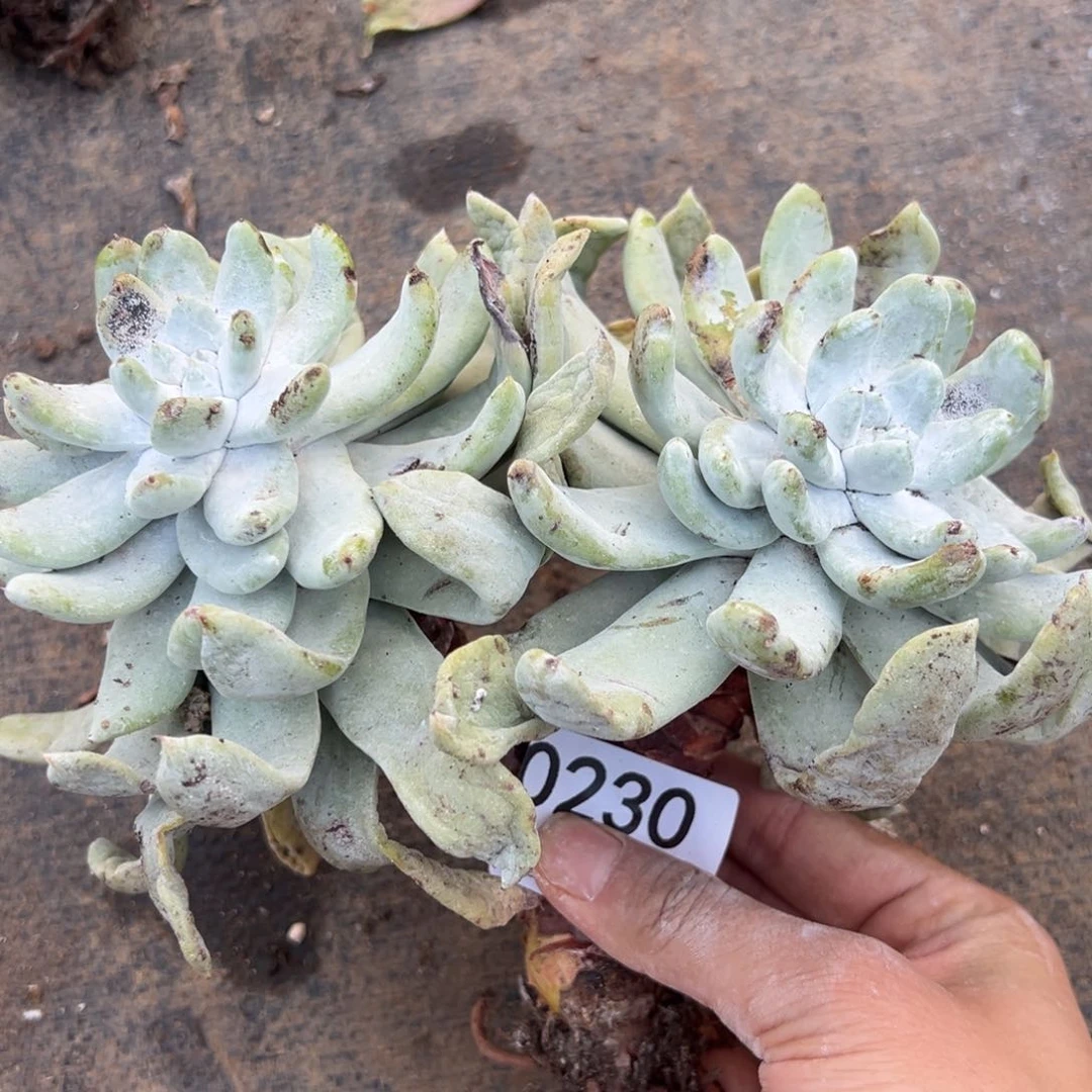 230哈哈哈哈哈哈哈