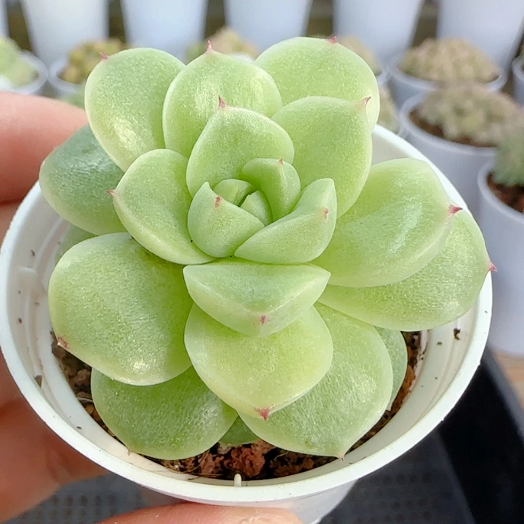 1113-243（优选麦杆）