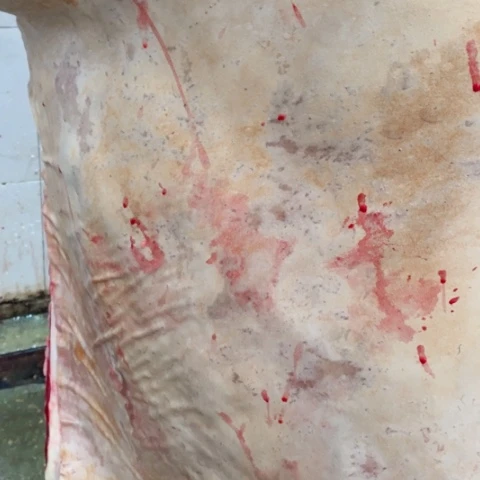 【闪购商品】冷冻保存30天包装河北省佳*?