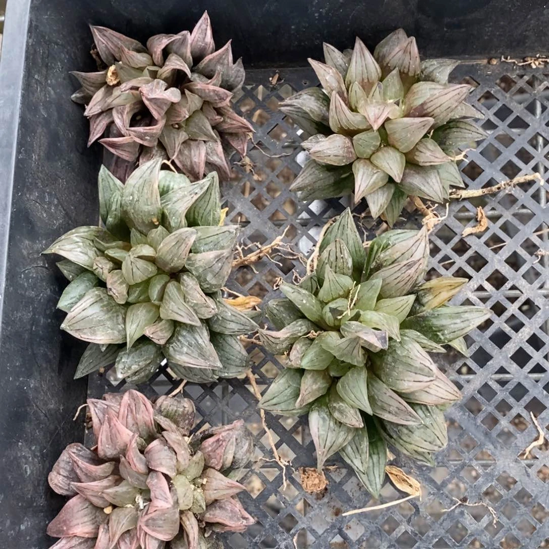 3151 一颗西瓜寿 端午福利