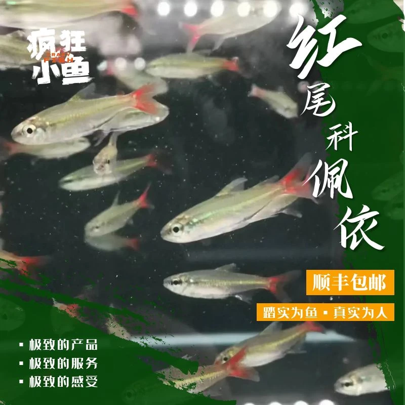 [疯狂小鱼]红尾科佩依鱼