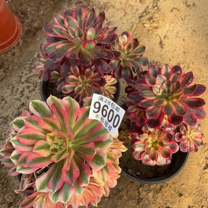 9600福袋多肉植物法师法师