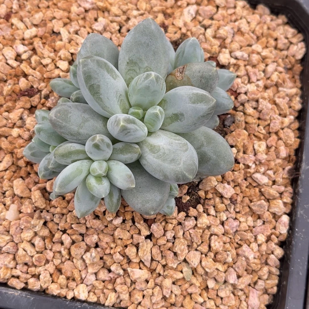 多肉植物和凌空美人