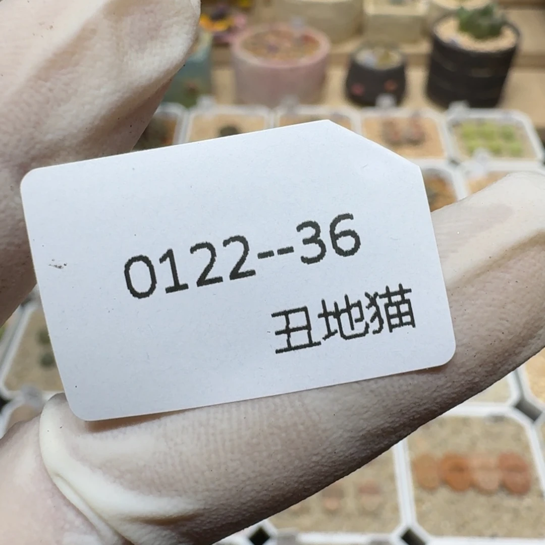 5***40122.36三包硅藻