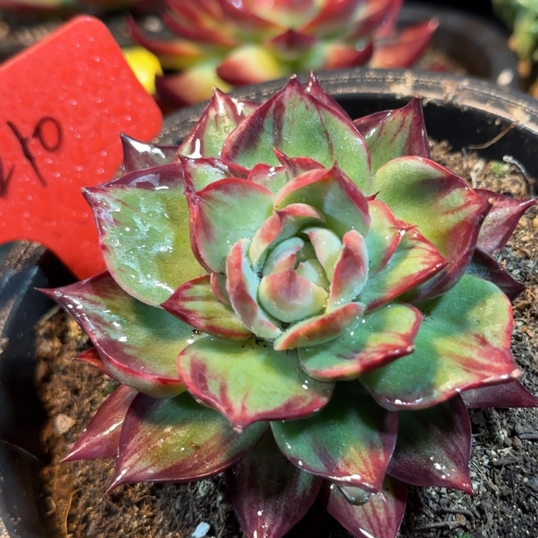 惊鸿一物一拍包装收缩花旱210