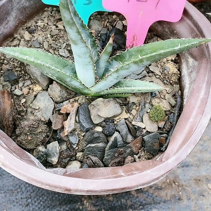 【闪购商品】无花朵龙舌兰紫云龙