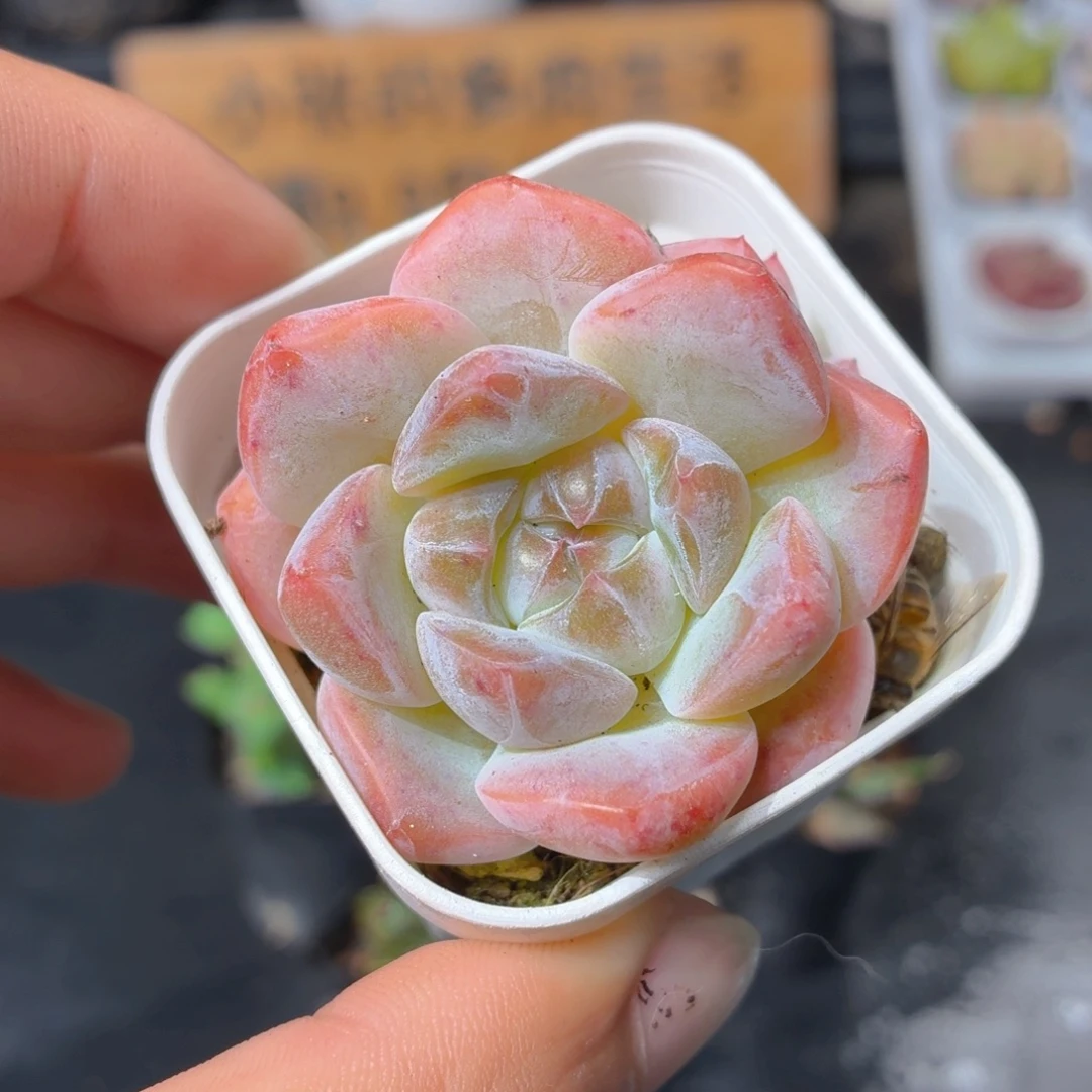 刚毅多肉9.9包邮发货