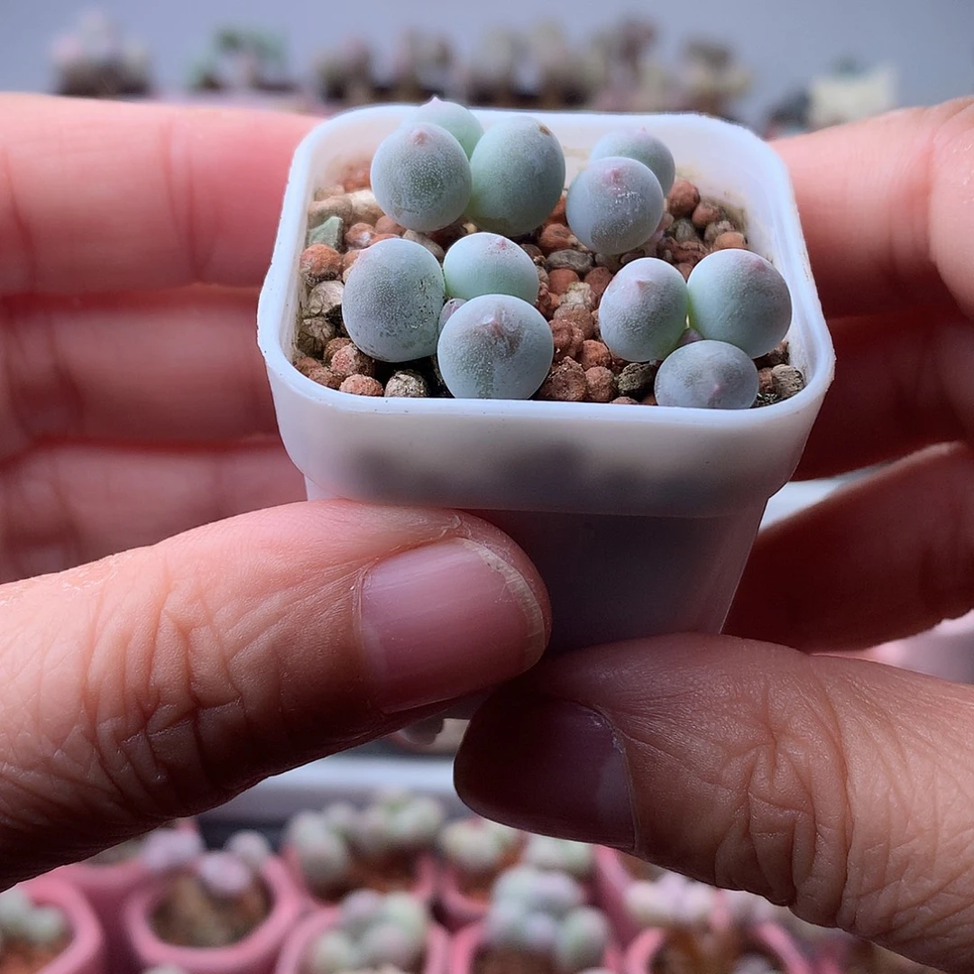 米可奶酪带盆发货