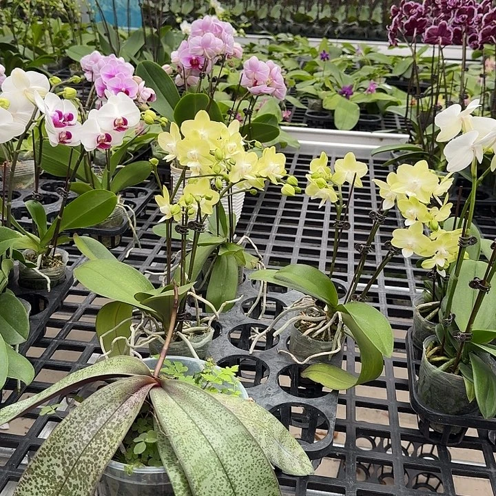 大部分开放少量花苞薄荷糖