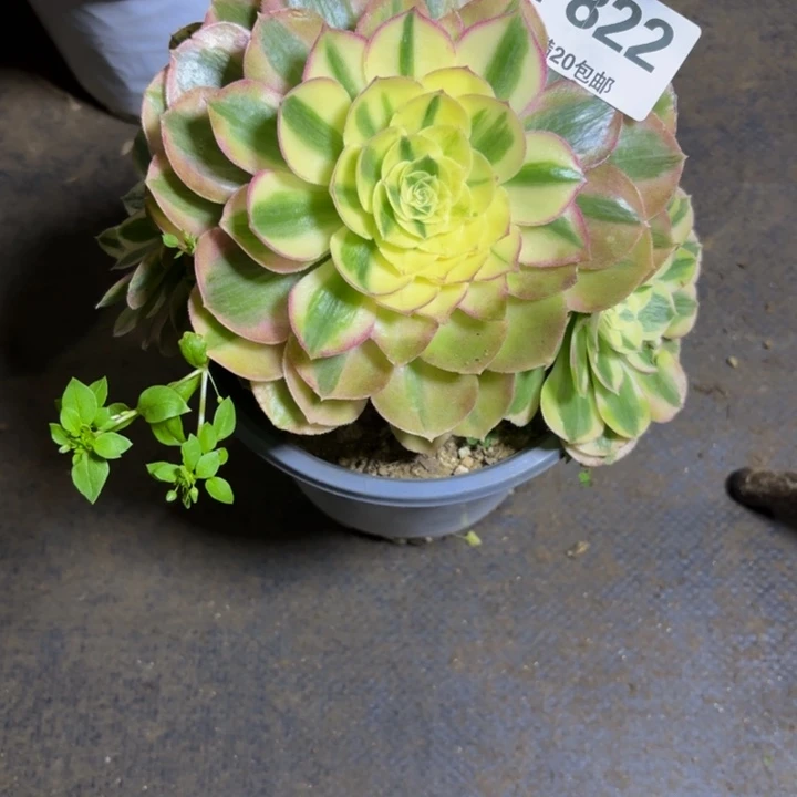 瑞妈，，。。。。822绿体