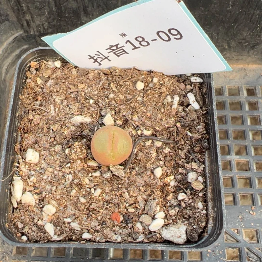 18-09粉红女郎风铃多肉植物