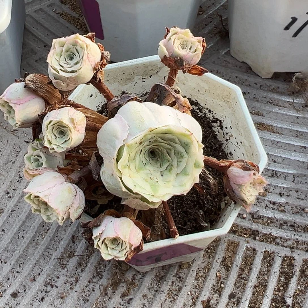 极***志山地玫瑰锦秋夕9月9日1029号