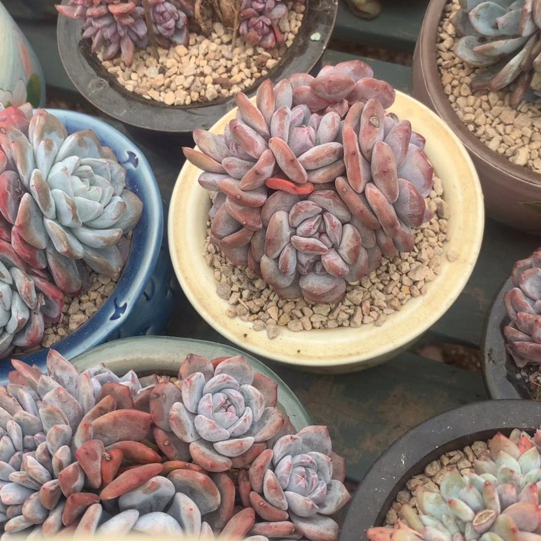 无花朵哈哈哈哈哈哈哈哈哈哈77