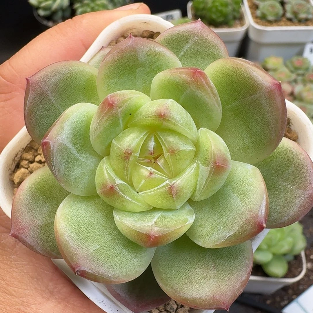 一物一拍一物一拍918-374