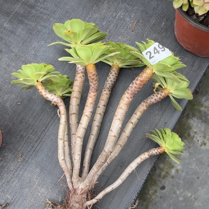 简***福多肉植物和野生动物249