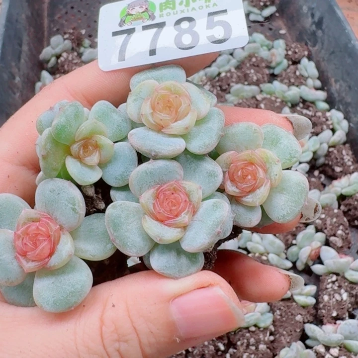 多肉植物多肉植物