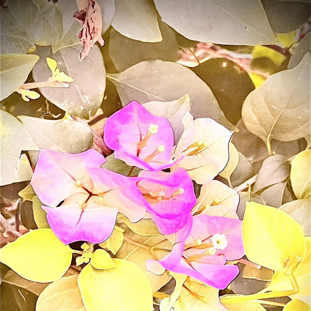 米洛斯双11上衣半身裙活动39-9