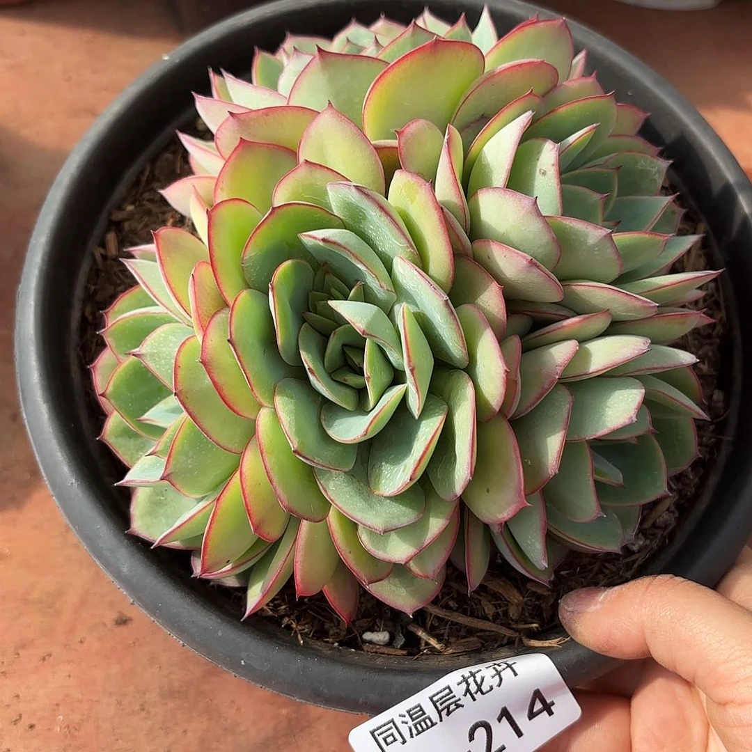 午*同温层多肉牡丹亭214