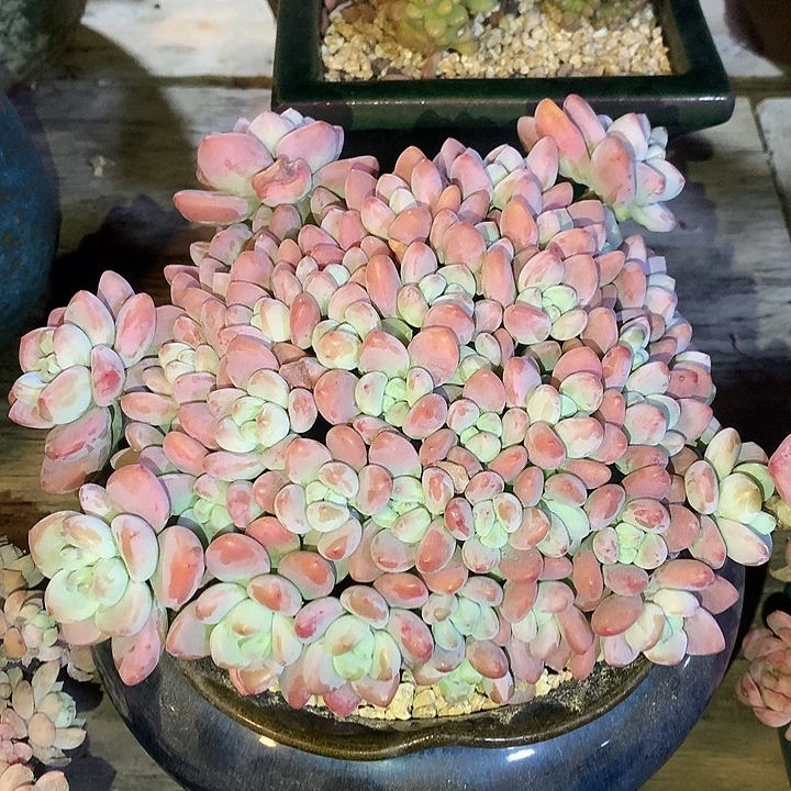 精控落神齐头桩满满多头