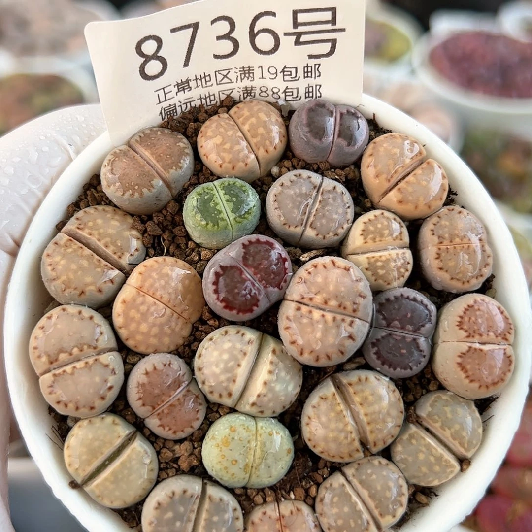 好养易活生石花大母本8736