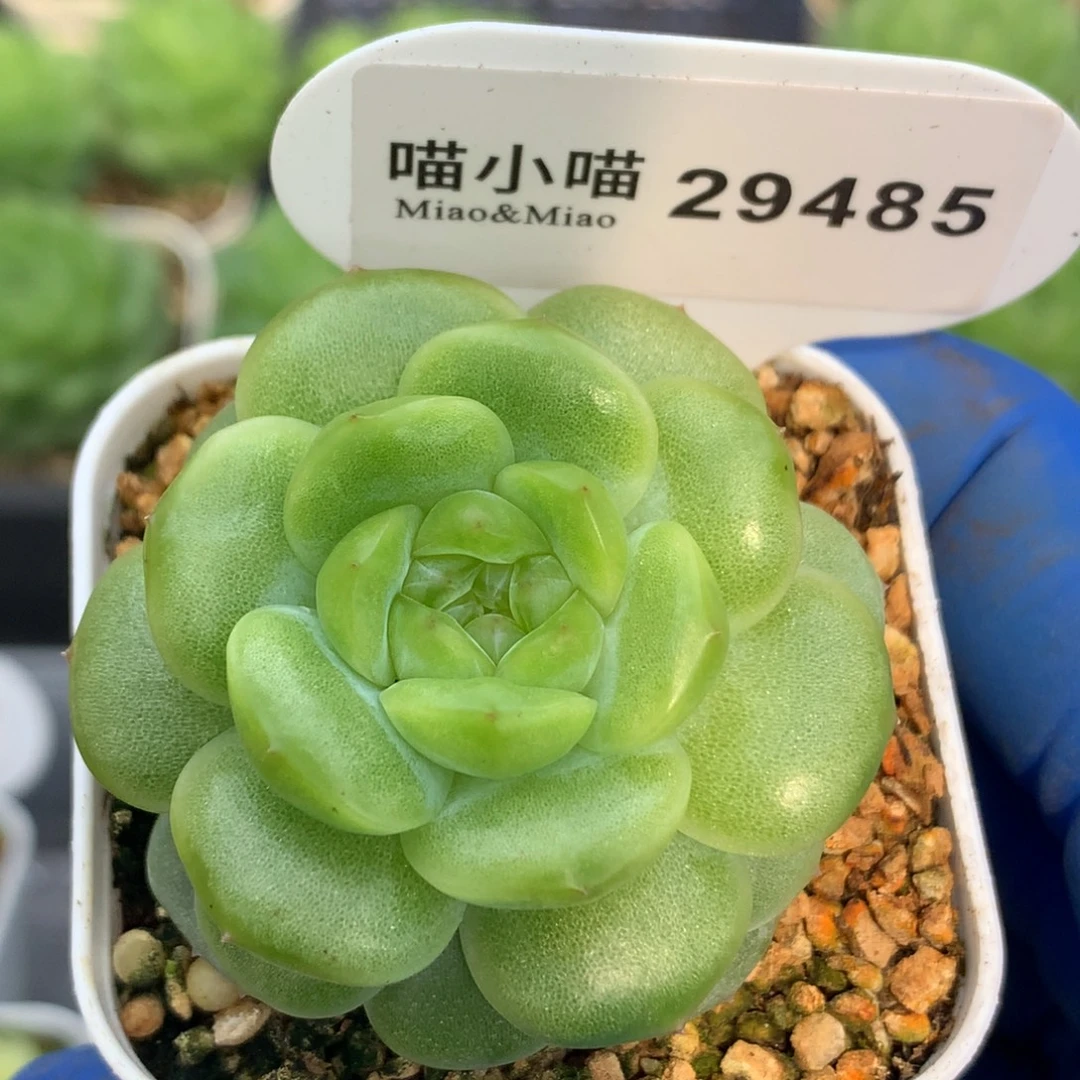 多肉植物杂交珍妮