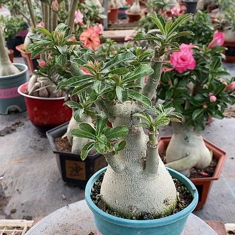 【闪购商品】无花朵瓶*绿植