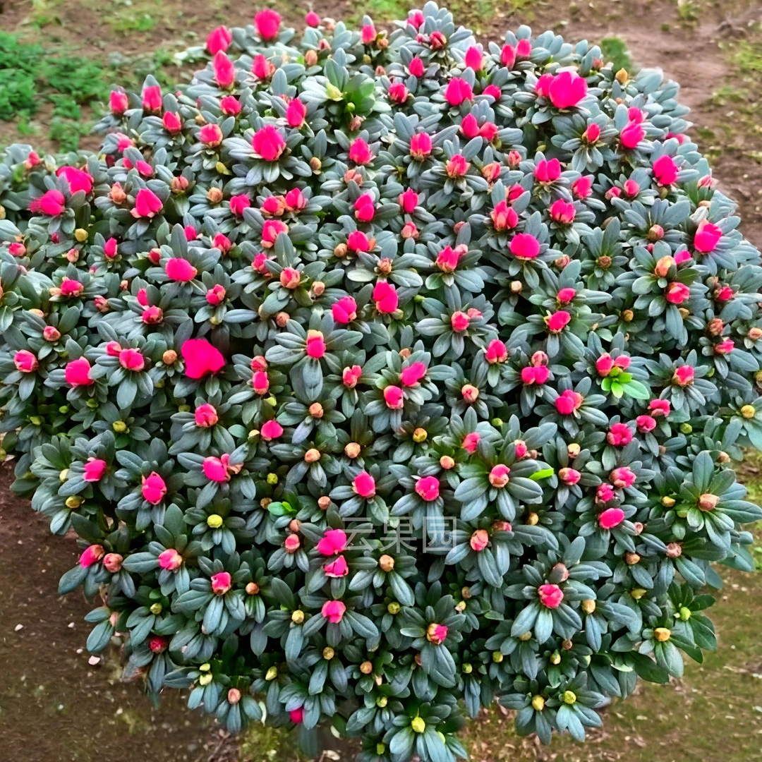 大冠幅精品红色杜鹃花办公室盆栽花卉绿植易活带花苞开花顺丰包邮