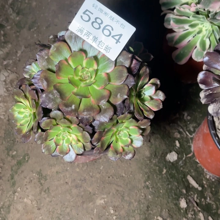 5864烟花的人多肉的人