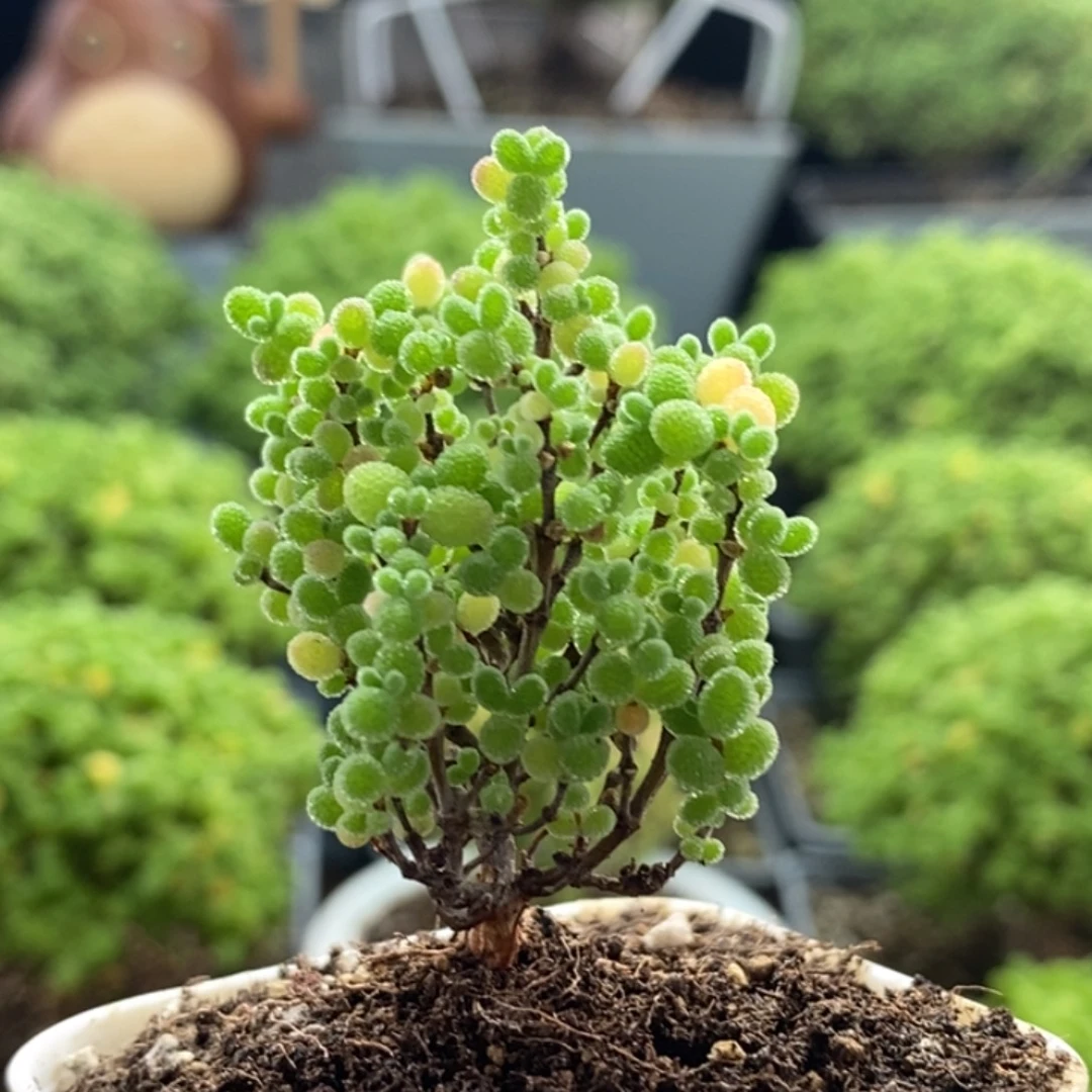 蜜橘糖球8342枝干番杏