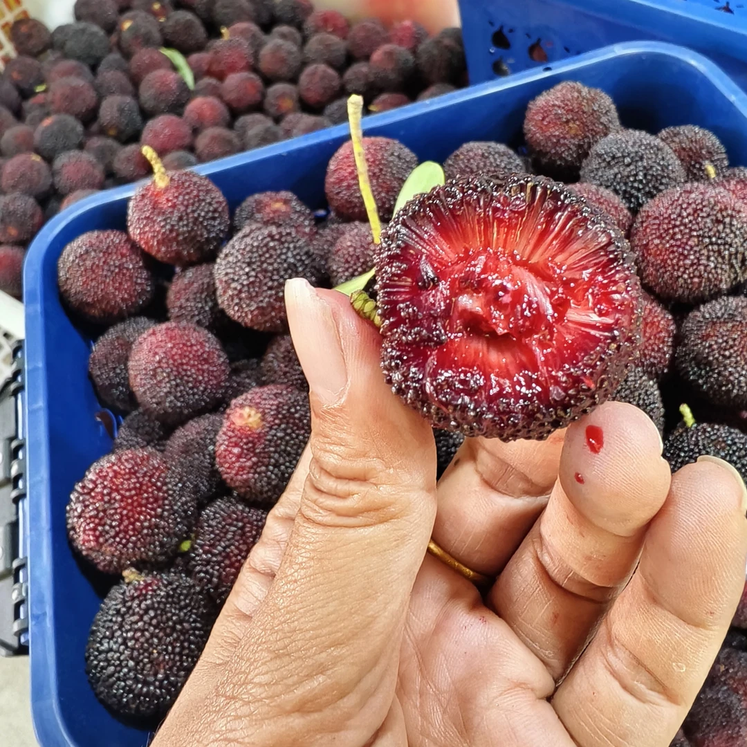 金灶当天采摘大黑碳硬丝杨梅孕妇时令水果顺丰冷链包邮次日达