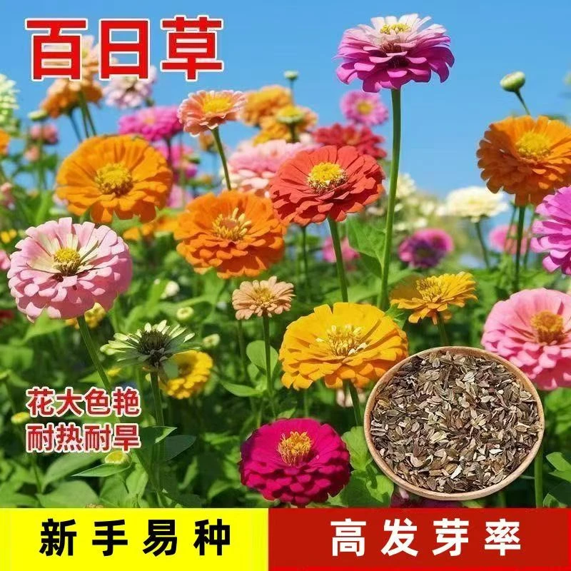 百日草花种子混色七彩重瓣百日菊花籽易活庭院阳台盆栽地栽多年生
