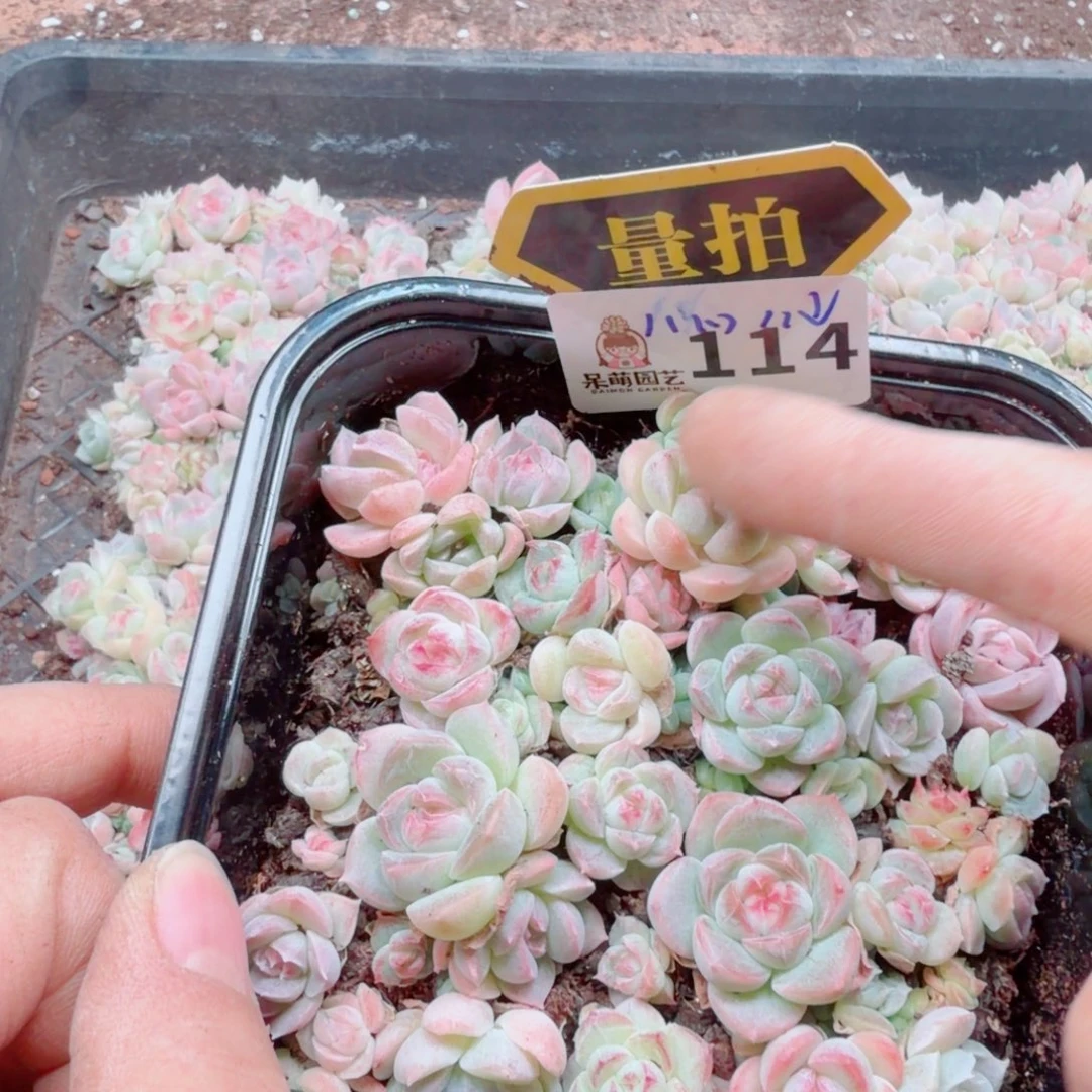 多肉植物多肉植物