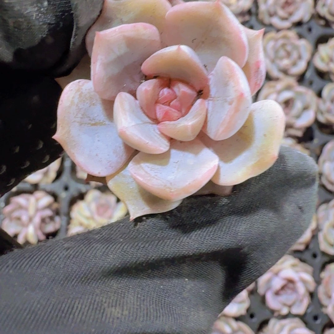 精品夜莺两米两个