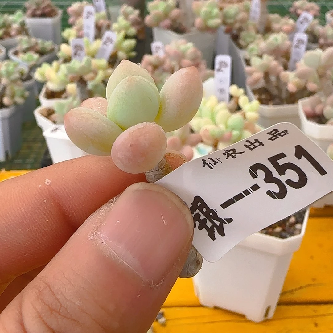 彩奶，351、仙农出品
