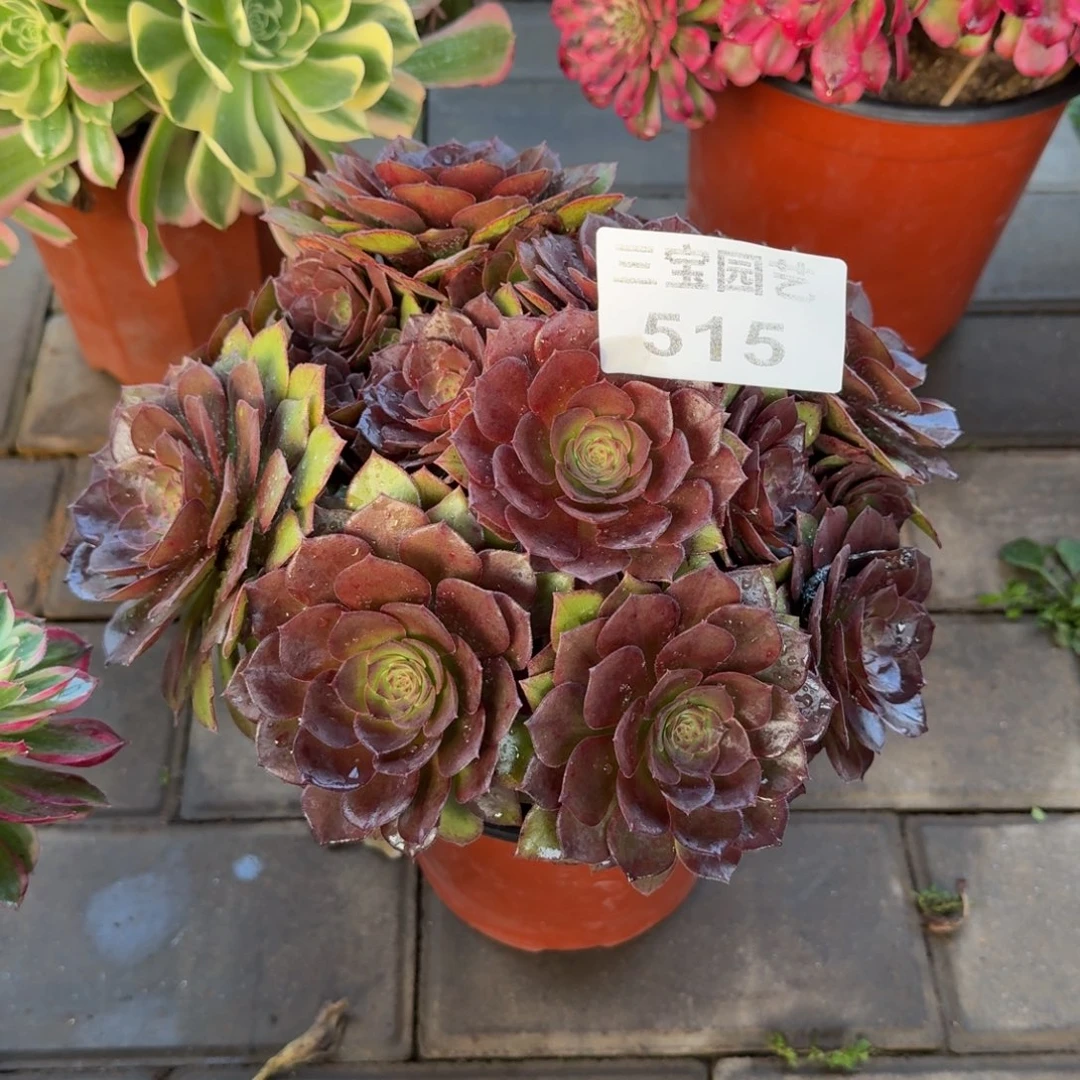 多肉植物515桃花石
