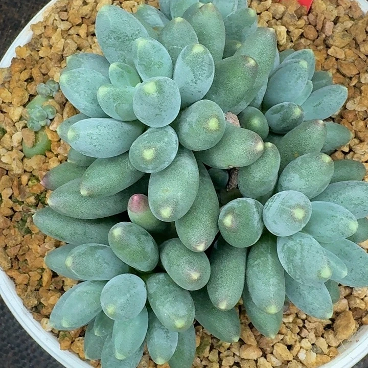 宸***宸多肉植物一颗寄养