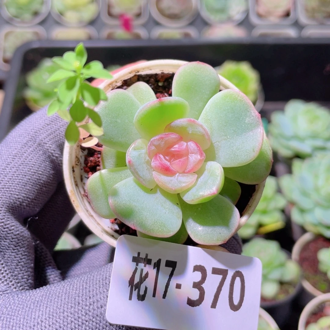 花利美17-370晨韵