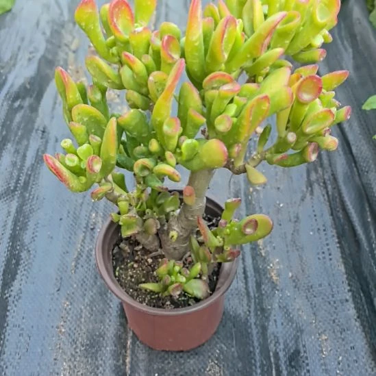 1520厘米超大带状态吸财树