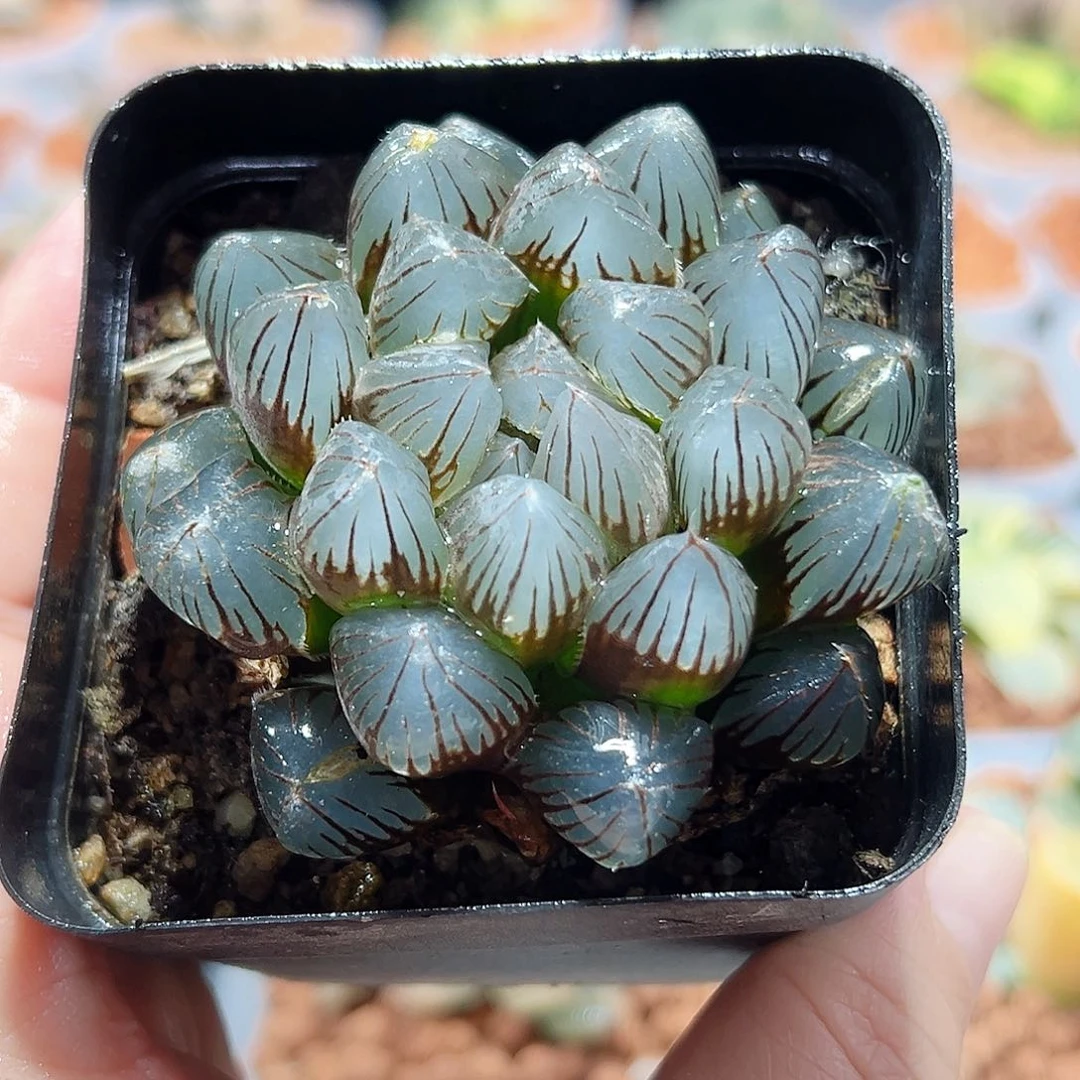 十二卷多肉龙爪玉露