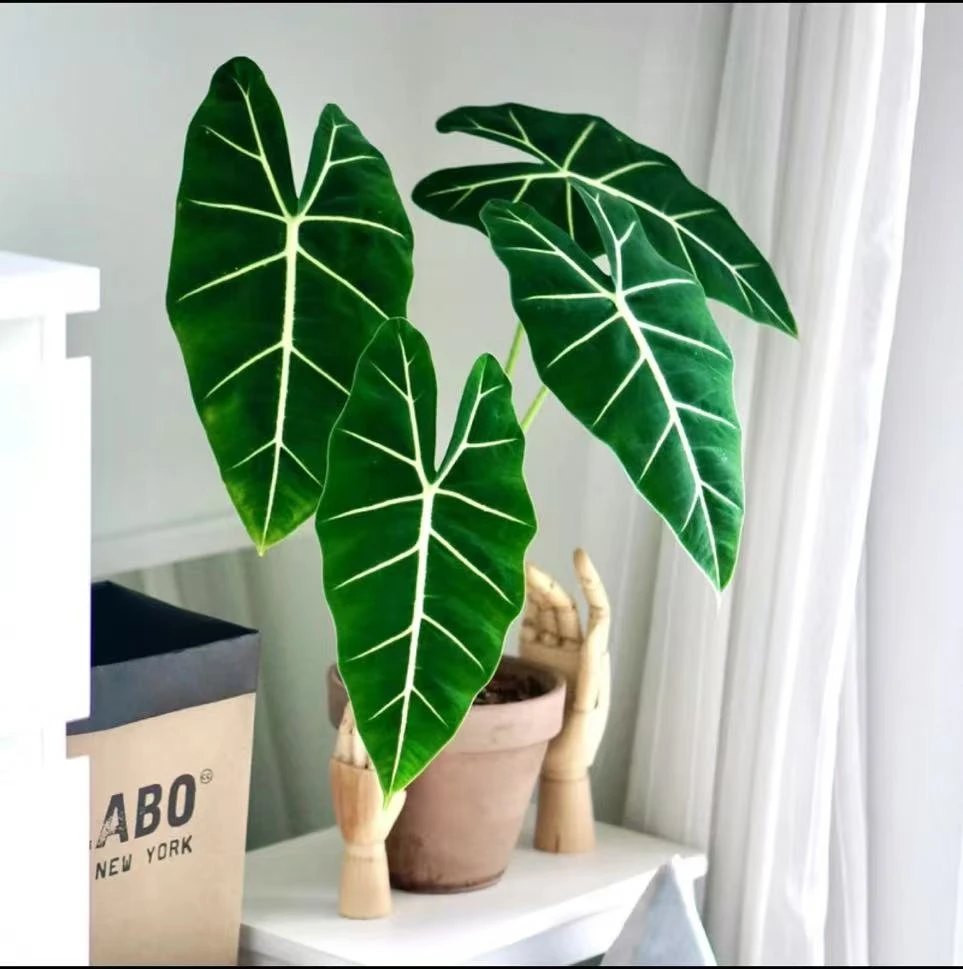绿天鹅绒海芋盆栽网红绿植好养耐阴室内客厅办公室吸甲醛四季常青