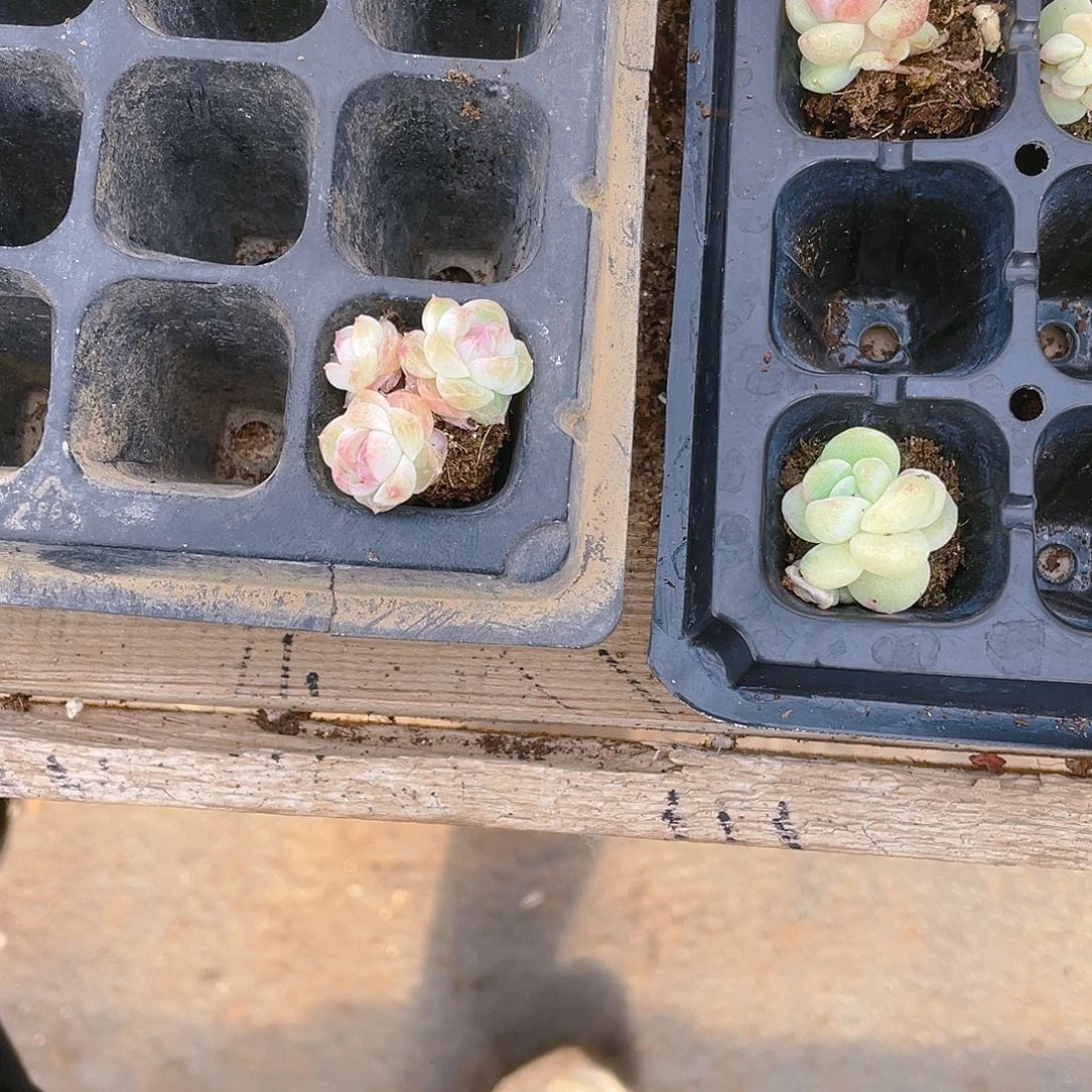 D****y白桃汽水三头穴一个满25包邮