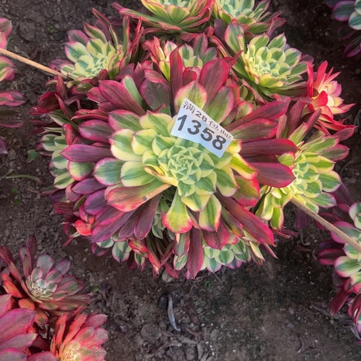 1358天和多肉植物