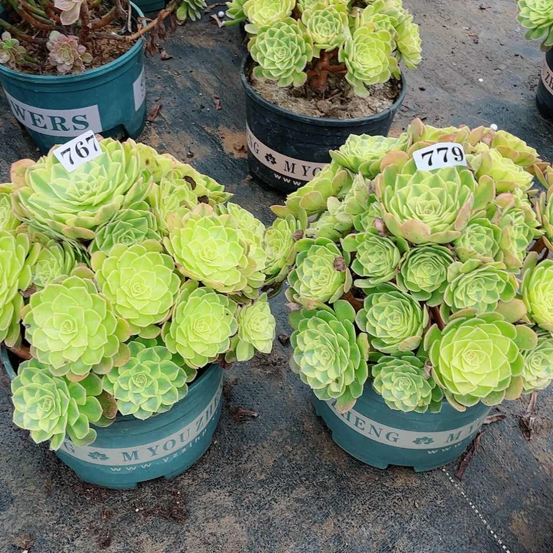 无花朵用****9多肉植物组合雨何767