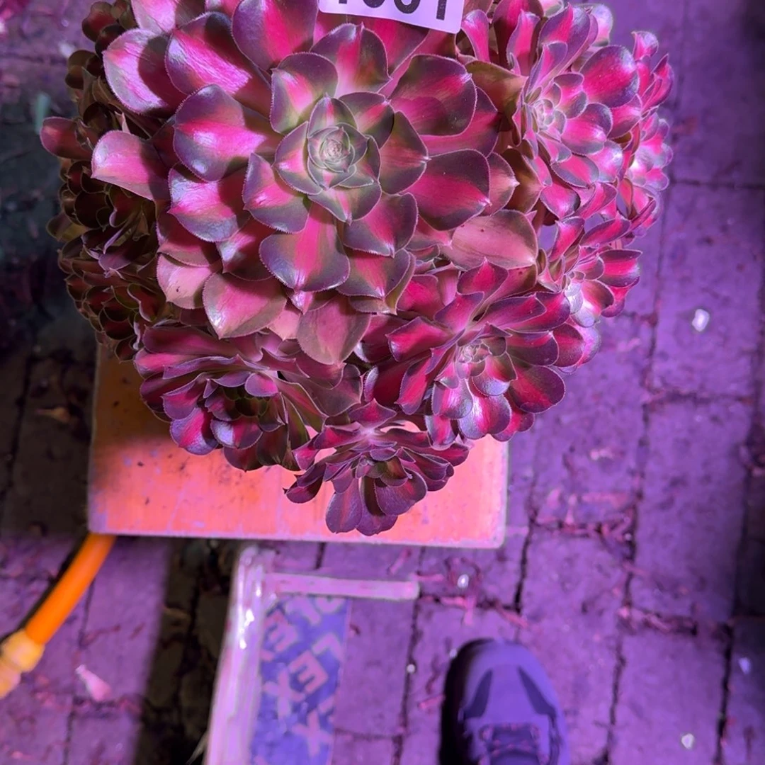 晓***慧霓娜皇后多肉植物1051