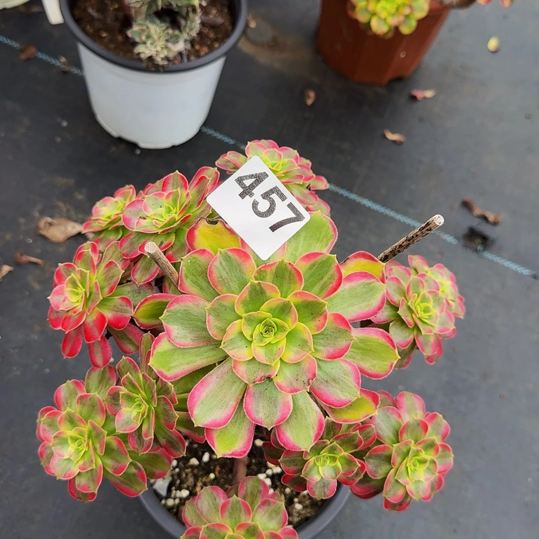 457安娜法师植物多肉